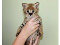 gatinhos-savannah-serval-e-caracal-com-4-semanas-de-idade-small-0