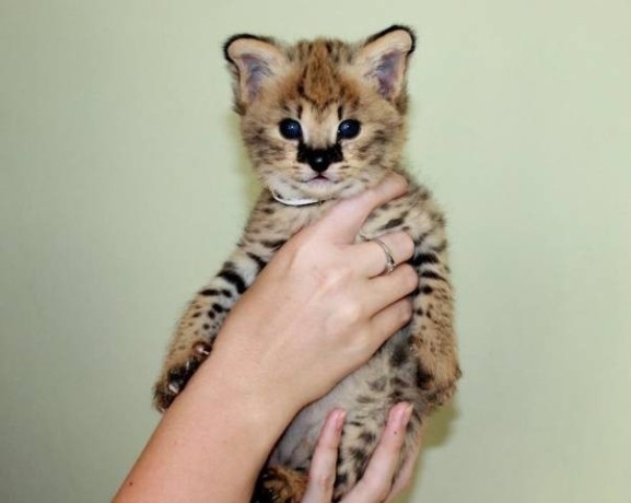 gatinhos-savannah-serval-e-caracal-com-4-semanas-de-idade-big-0