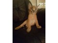 gatinhos-ocelot-e-savannah-com-lindo-caracal-small-4