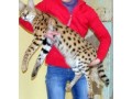 gatinhos-ocelot-e-savannah-com-lindo-caracal-small-1